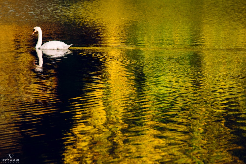 swan-photos-uk