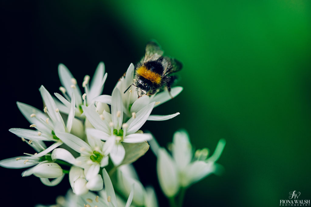 bees-photographer