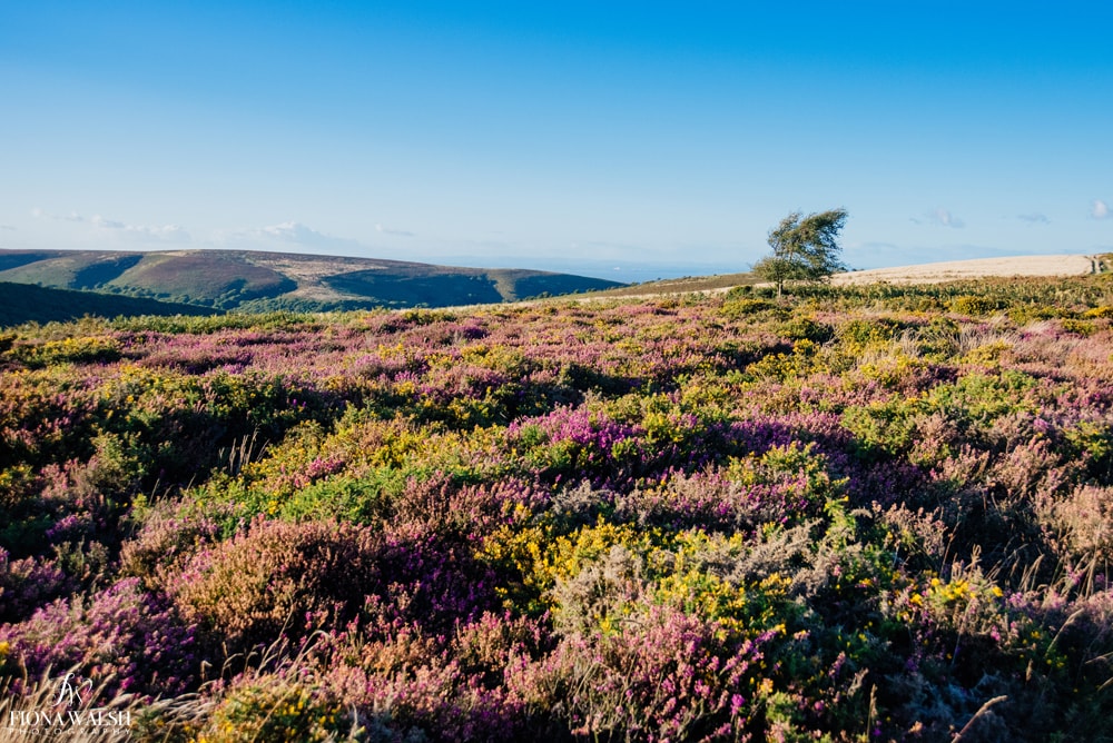 exmoor-photos-for-sale