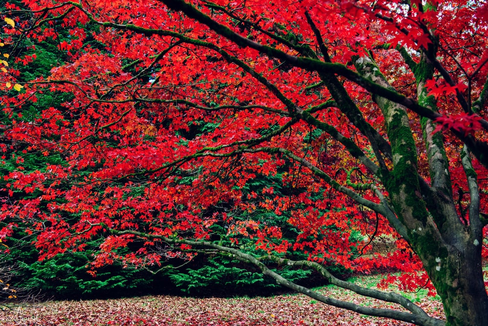autumn-photos-england