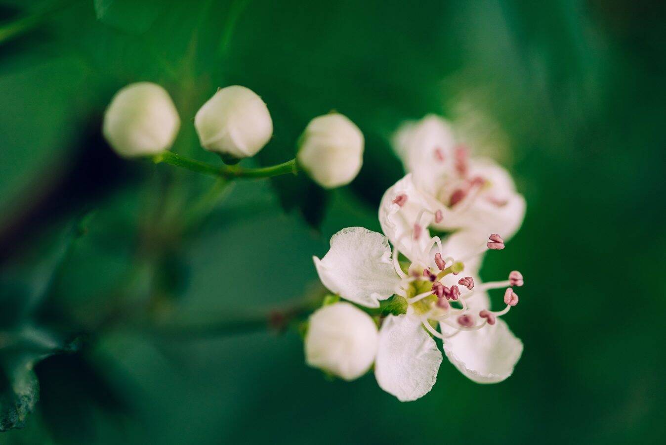 garden-photographer-devon