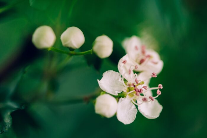 garden-photographer-devon