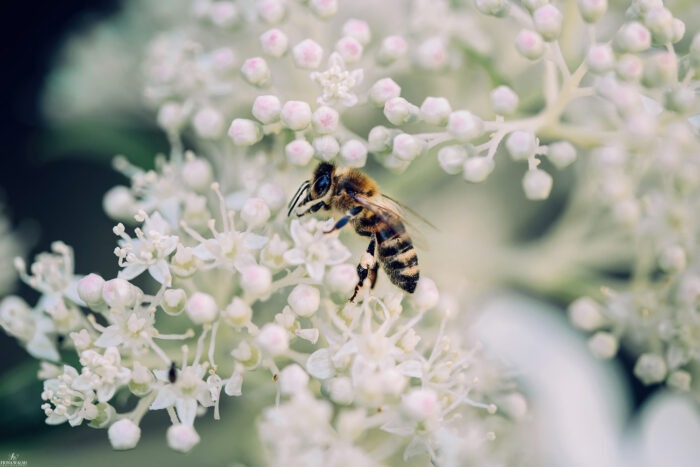 macro-photography-prints