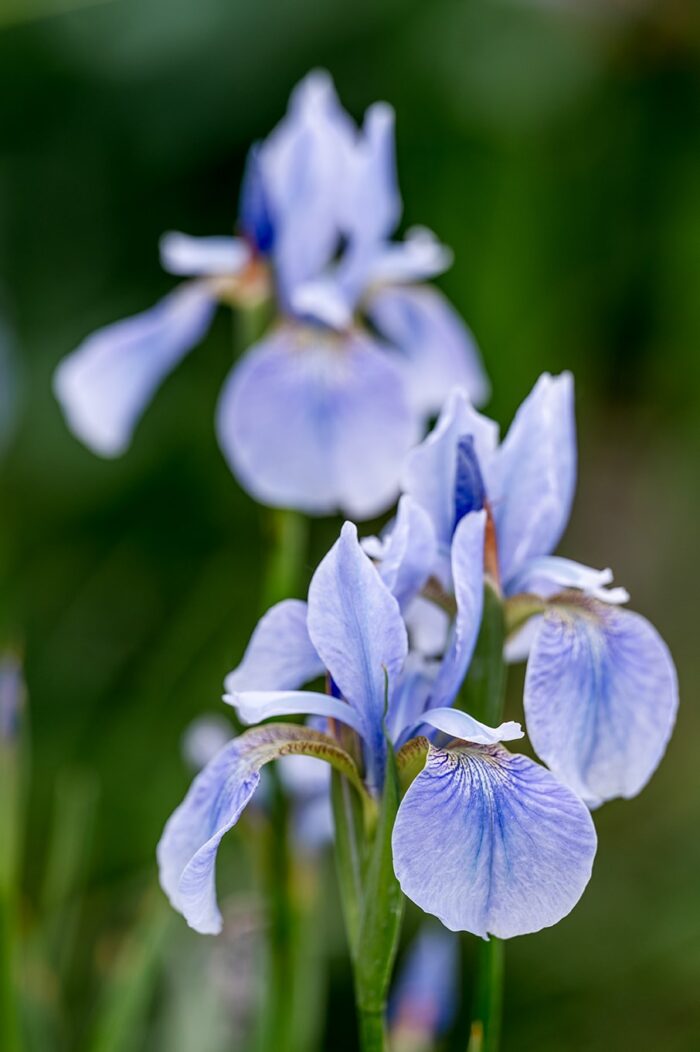 ©FionaWalshLandscapes plant-photographer