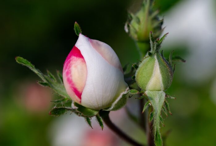 hestercombe fiona walsh english garden