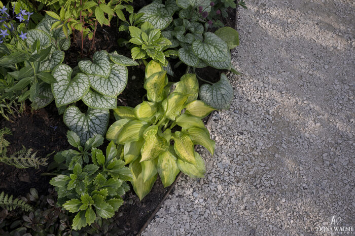 bbcgardenersworldlive-photographer015