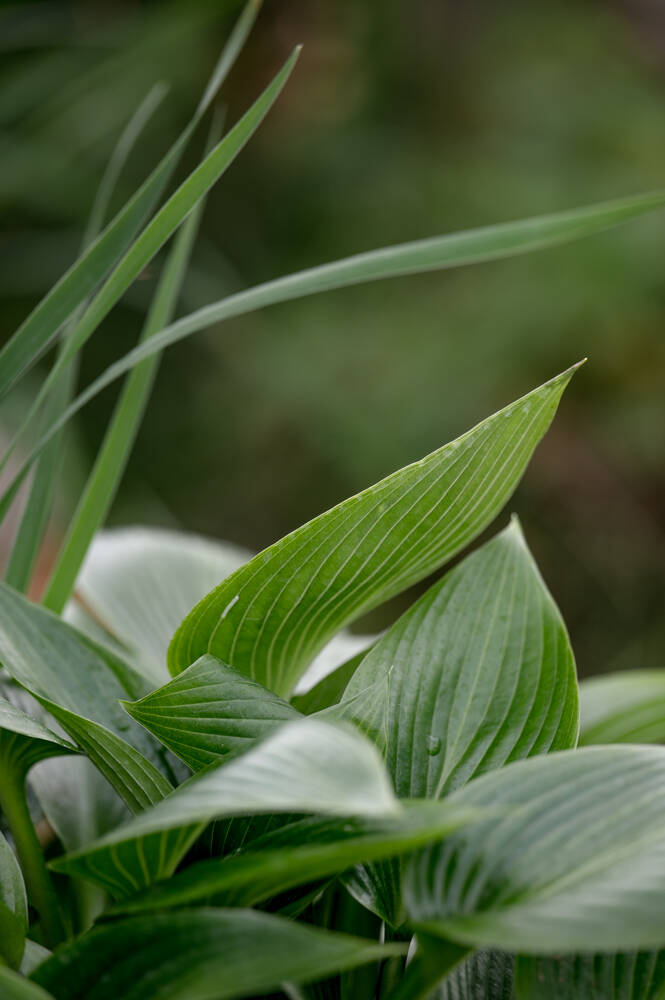 show-gardens-rhs-malvern